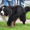 dog walk 2013-5080